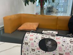 -北京观赏动物医院·24小时大型综合·猫专科·异宠专科
