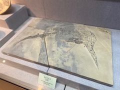 -烟台自然博物馆