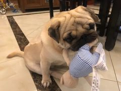 -安安宠医·安宠宠物医院