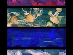 -上海海昌海洋公园