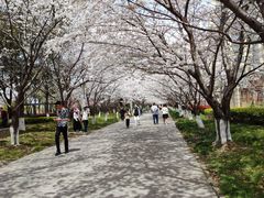 -高东镇樱花园