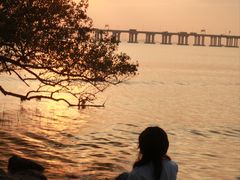 -宝安西湾红树林湿地公园