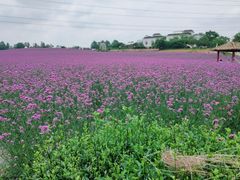 -紫颐香薰山谷景区
