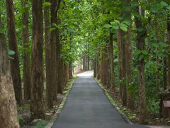 -中国科学院西双版纳热带植物园