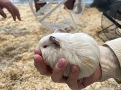 -怪兽屋·羊驼·猫咖·狗咖(俊华广场店)