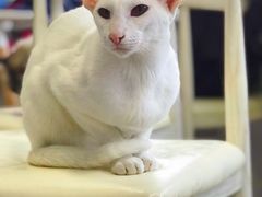 -喵的天空名猫咖啡馆·撸猫·猫舍·用品