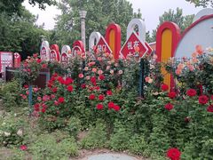 -大兴滨河森林公园