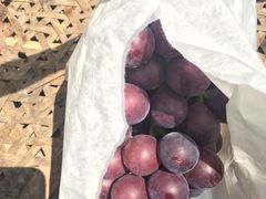 -马陆小张葡萄园农家乐