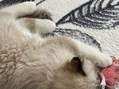 -凯瑞希宠物医院·狂犬免疫·微创·皮肤科