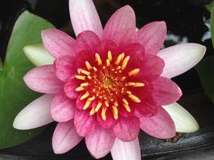 -皇家美孚(麦岛店)