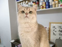 -琪喵猫屋·撸猫猫咖·猫舍