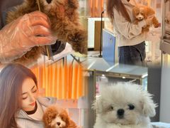 -翊宠yipet猫狗购宠庄园犬舍•猫舍