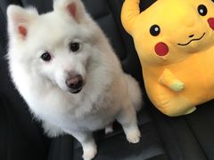 -PETKIT小佩宠物(古北店)