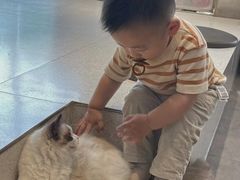-飞行喵MR PILOT|猫舍·猫咖(静安大融城店)