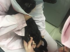 -宠颐生中康贝怡动物医院