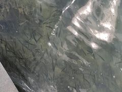 -桐乡凤凰湖