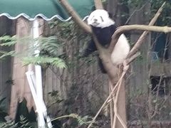 景点-成都大熊猫繁育研究基地