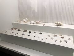 -青岛贝壳博物馆