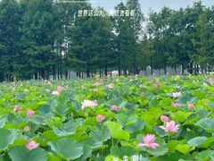 -滆湖低碳生态公园