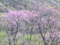 -秦岭风景区
