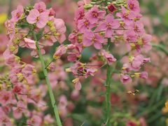 -中国天府农业博览园