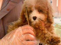 -翊宠yipet猫狗购宠庄园犬舍•猫舍