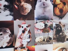 -中环花鸟鱼虫市场