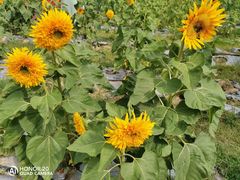 -亚龙湾国际玫瑰谷