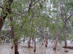 -宝安西湾红树林湿地公园