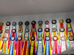 -青奢宠物·青奢猫舍