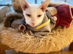 -猫小院猫主题餐厅(南锣旗舰店)