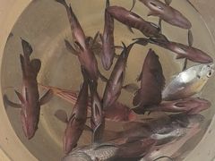 -小猫钓鱼海钓俱乐部(椰梦长廊店)