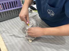 -芭比堂动物医院(广州爱宠下渡路分院)