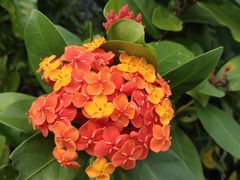 -广州神农草堂中医药博物馆