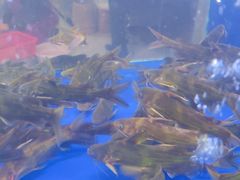 -石锅苗苗鱼(武汉首店)
