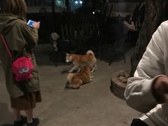 -柴犬高等学院·狗咖·柴犬售卖·宠物训练