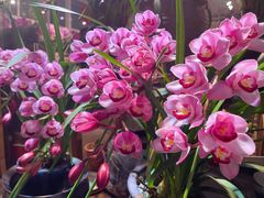 -双季花艺园艺市场(浦东店)