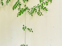-颐和路民国时期公馆风貌区