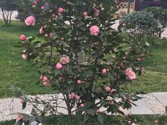 -森居forest休闲咖啡聚集地