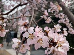 -桃花堤公园