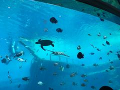 -瑞德姆美人鱼海底演艺主题餐厅(亚龙湾店)