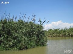 -大湾区中央湿地公园