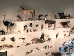 -墨尔本博物馆(Melbourne Museum)
