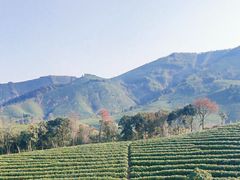 -白茶原·一片叶子
