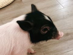 -浣熊柯尔鸭土拨鼠·电玩咖