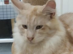 -楼上猫咖(罗湖店)