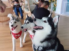 -Husky Go! 哈士奇体验馆·宠物咖啡厅狗咖