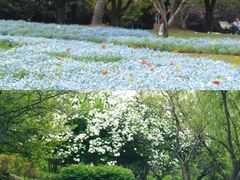 -上海滨江森林公园