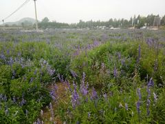 -北京东方普罗旺斯薰衣草庄园