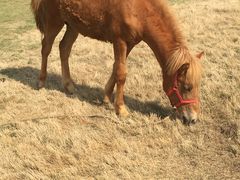 -武汉紫薇都市田园